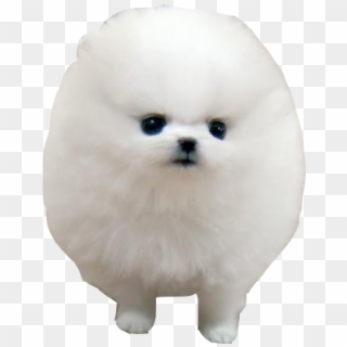 Transparent Dog Tumblr - It's So Fluffy I M Clipart