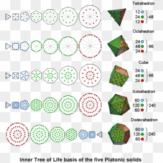 Inner Tree Of Life Basis Of The 5 Platonic Solids - Circle Clipart