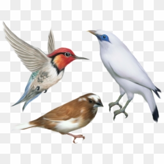 Gifs Passarinhos - Birds Flying Png Hd Clipart