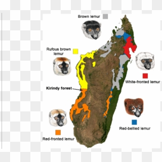 Map Of Madagascar Showing The Distribution Of Eulemur - Map Of Madagascar Clipart