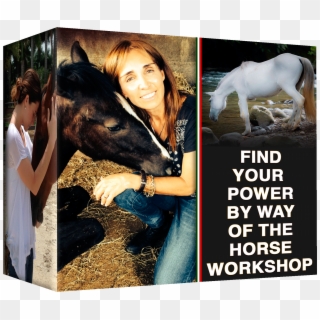 Participants Will Learn Epona Based Non Verbal Leadership - Stallion Clipart