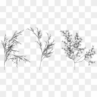 Transformation Drawing Tree - Twig Clipart