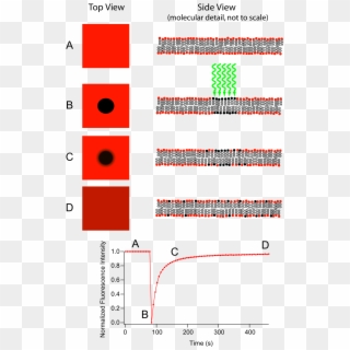 Fluorescence Recovery After Photobleaching Clipart