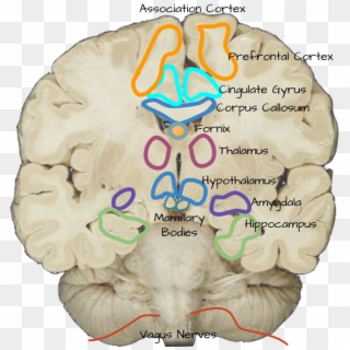 Amygdala - Corpus Callosum And Cingulate Gyrus Clipart