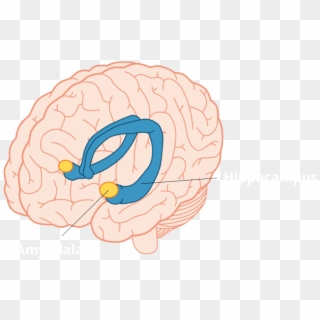 Our Focus Will Be To Discuss What Roles The Hippocampus - Amygdala And Hippocampus Clipart
