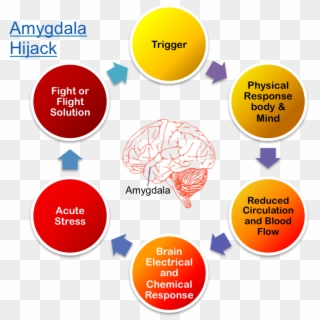 Brain Called The Amygdala, And If Your Brain Thinks - 6 S In Management Clipart