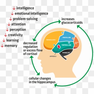 Stress Reduces Brain Capacities Among Children - Melbourne Knights Clipart