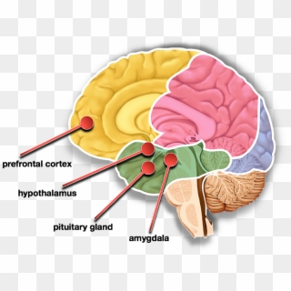 Content Articles Brains Fight Or Flight Impulese - Hypothalamus And Pituitary Clipart