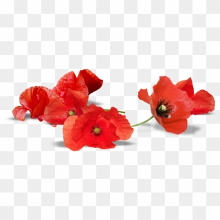 U-2732399954, Red Poppy, Quality Penelope Herman - Australian Remembrance Day Poppy Clipart