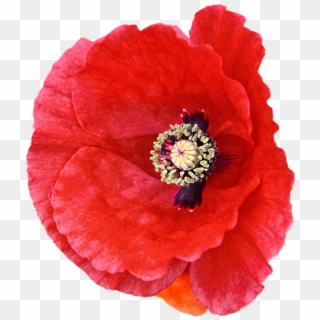 Click And Drag To Re-position The Image, If Desired - Corn Poppy Clipart