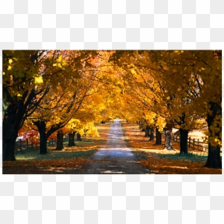 Score 50% - Autumn Trees Along A Road Clipart