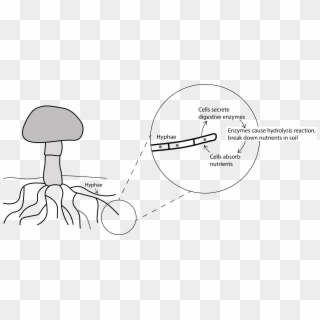 Fungi External Digestion - Fungi Digestion Clipart
