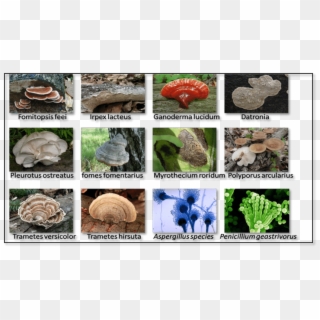 12 Types Of Fungi Which Are Used For The Food Dye Adsorption - Agaric Clipart