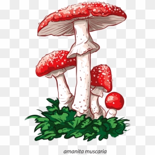 Fungus Drawing Tattoo - Funghi Velenosi Immagini E Nomi Clipart