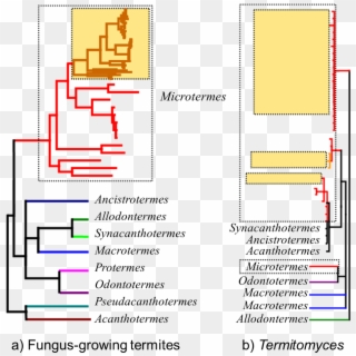Representation Of The Phylogeny Of - Fungus Clade Clipart