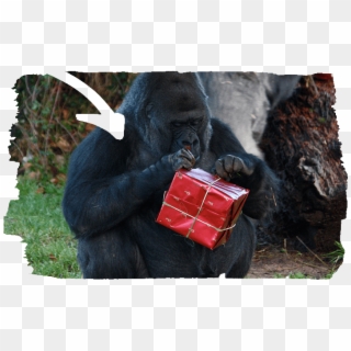 Animal Experiences - Gorilla Christmas Clipart