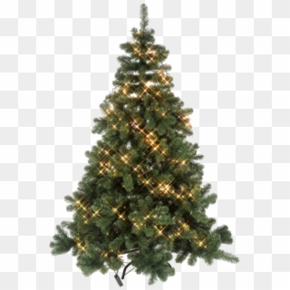 Spruce Christmas Tree Clipart