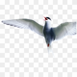 Arctic Tern Edited By K Abdelhamid - Arctic Tern Clipart