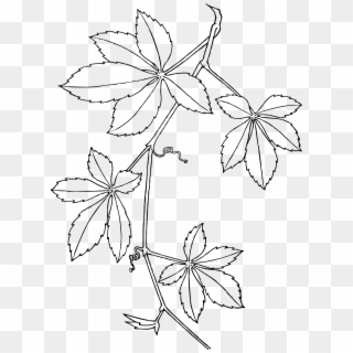 This Free Icons Png Design Of Virginia Creeper - Virginia Creeper Clipart