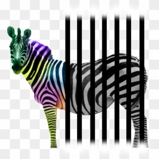 All Content Finally Packed In One - Zebra Clipart