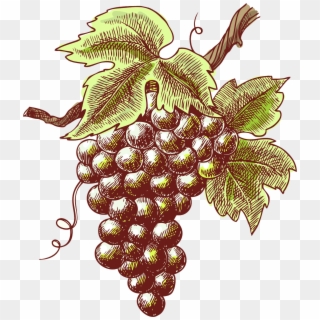 Hand Painted Purple Grapes - Wine Sketch Clipart