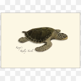 Sea Turtle Notecards - Kemp's Ridley Sea Turtle Clipart
