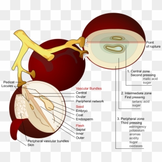 Wine Grape Diagram En - Grape Anatomy Clipart