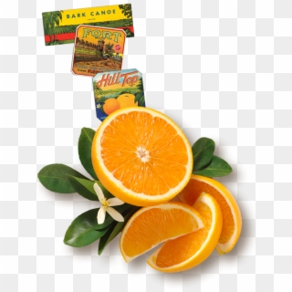 Florida's Natural Orange Juice The Best Orange Juice - Florida's Natural Growers Clipart