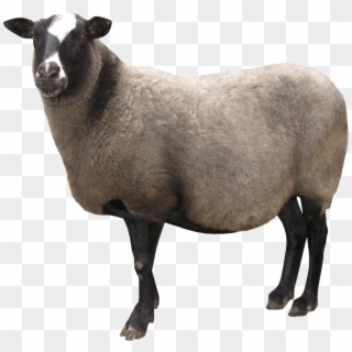Share This Article - Sheep Transparent Clipart