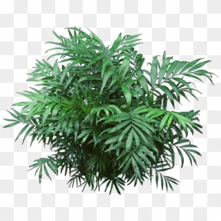 Tropical Bush Png - Non Flowering Plants Png Clipart