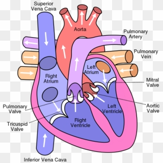 Human Heart Diagram, And The Top Ten Fun Facts About - Heart Diagram Igcse Clipart