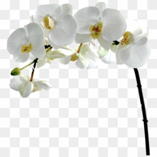 Orchid Flower White Png Clipart