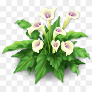 White Lily Png Clipart