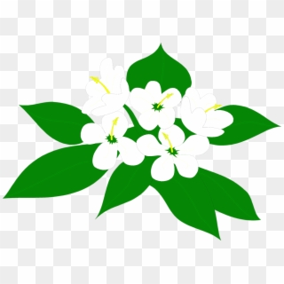 Flowers White - Sampaguita Flower Clipart Png Transparent Png