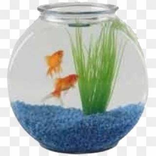 Goldfish Tank, Aquarium, One Fish Two Fish, Decorating - Fish Bowl Price With Fish Clipart
