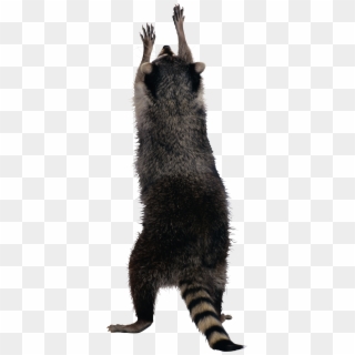 Raccoon Png - Transparent Raccoon Png Clipart