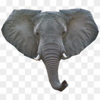 Elephant Png Download Image - Elephant Head Transparent Background Clipart