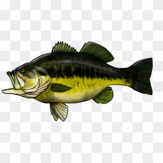 Black-bass - Bass Clipart