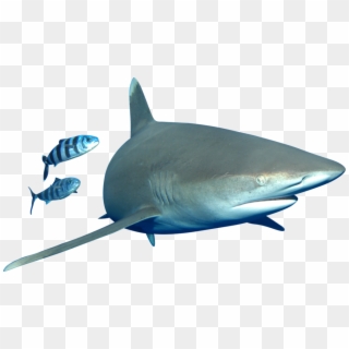 Fish-1024x583 - Bull Shark Clipart