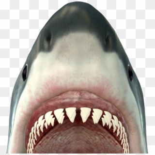 Revise & Edit - Bull Shark Showing Teeth Clipart