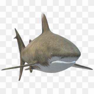 Shark1 - Tiger Shark Clipart