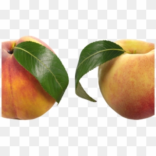 Peaches Png Clipart Picture Gallery Yopriceville High - Apricot Transparent Png