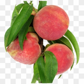 Peach Fruits With Leafs - Peach Clipart