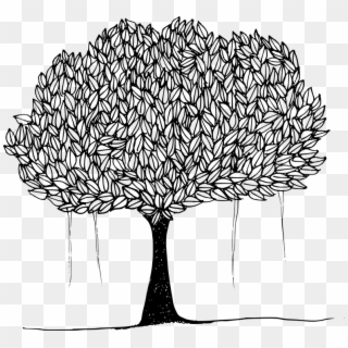 Banyan Banyan Tree Canopy Leafy Trees Plant Shade - Banyan Tree Line Drawing Clipart