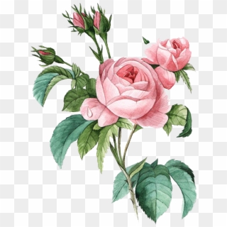 Pink Botany Flower Damask Rose Illustration Poster - Rosa Centifolia Clipart