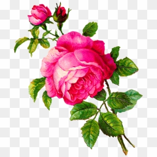 Pink Rose Clip Art - Flour Rose - Png Download