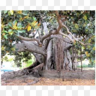 Banyan Tree - Oak Clipart