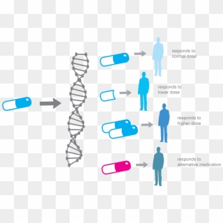 Alpha Genomix Enables The Selection Of The Right Drug - Personalized Medicine Clipart