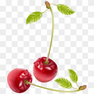 Cherrys Realistic Clipart