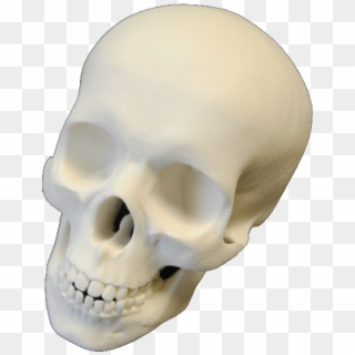 I Had Spent Most Of The Day Inputting Information Of - Skull Clipart